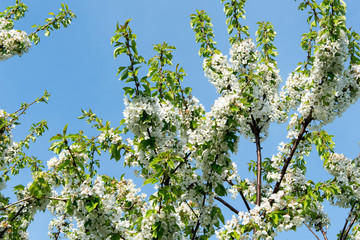 Spring fragrant flowering apple trees in the garden.