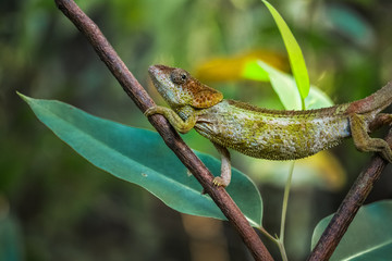 Chameleon