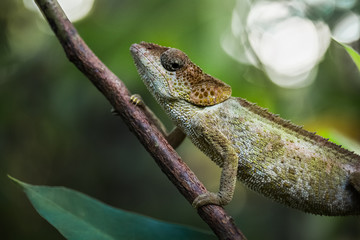 Madagascar