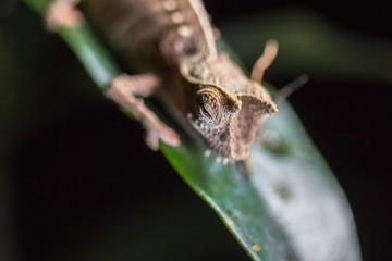 Madagascar