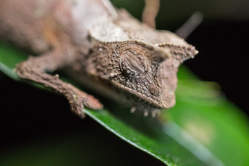 Madagascar