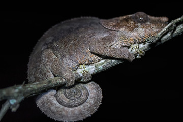 Madagascar