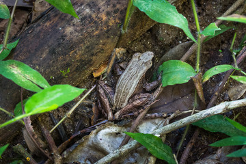 Frog