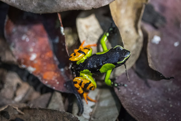 Frog
