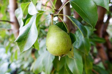 Pear on the tree