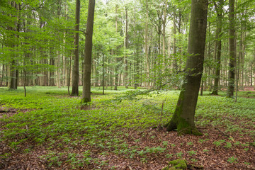 Obraz premium Buchenwald