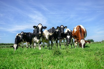 Fototapeta na wymiar cattle herd on a summer meadow