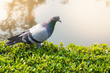 Pigeons in the Park