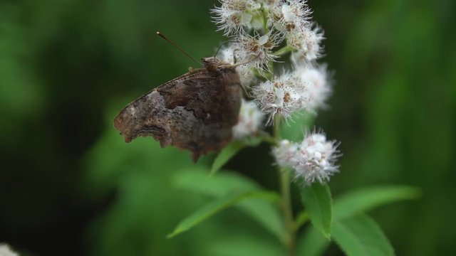 Butterfly Urticae is sitting on Spiraea. Lunch on a Sunny summer day.