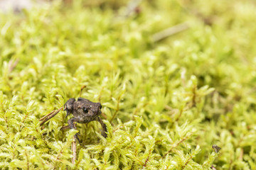 Cute little toad is sitting in the moss at sunny day in forest