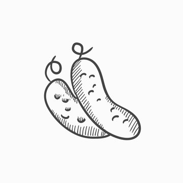 Cucumber sketch icon.