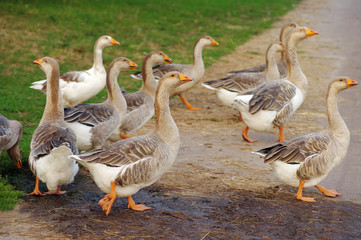 Herd of geese cross the road in rural areas in summer day