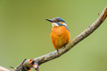 Eisvogel 