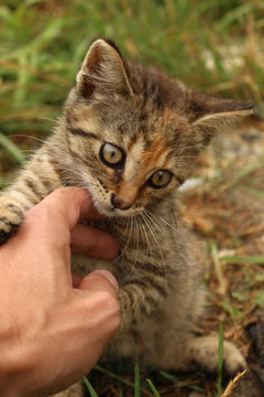 playing cute small kitty