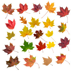 Obraz premium herbstblaetter freigestellt