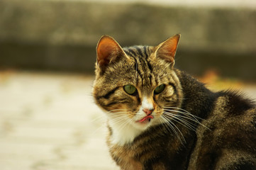 Portrait of green-eyed cat

