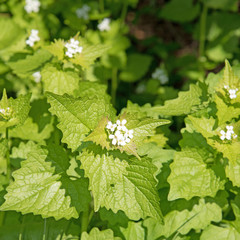 Knoblauchsrauke, Alliaria petiolata, Knoblauchskraut