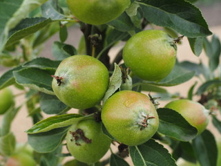 äpfel im wachstum 