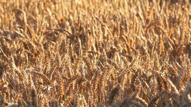 golden wheat field (close up)