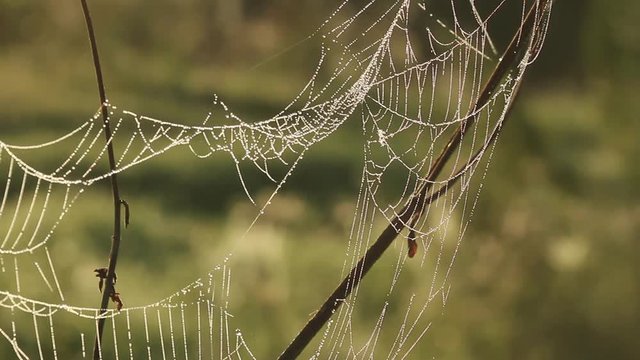 Spider web shaking on wind in forest