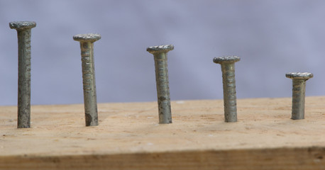 Obraz premium Hammered nails into a tree