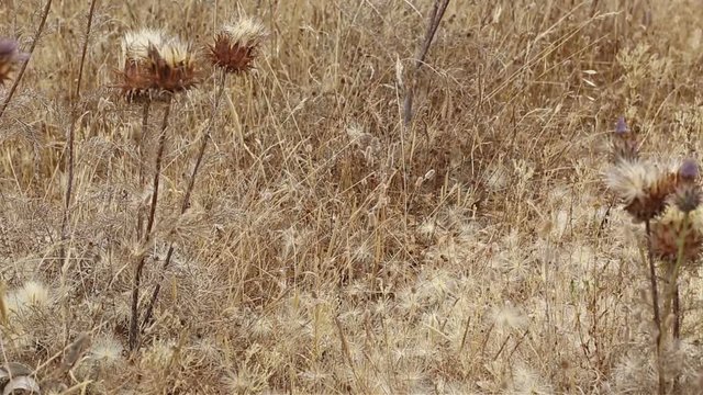dry vegetation and thistle seeds (Cynara humilis) on the ground in summer