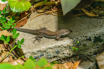 Fototapeta premium Puerto Rican Ground Lizard - Ameiva exsul