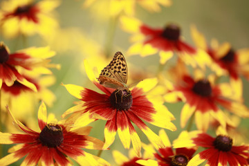 motyl na słoneczniku © agarianna