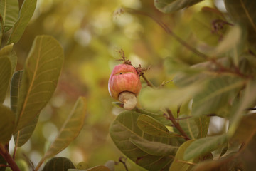 owoc nerkowca na drzewie