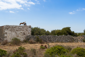 Dog on the roof of ancient stone house