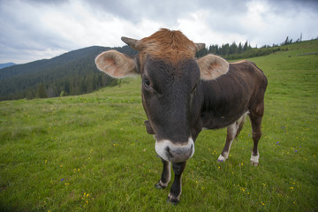 Cow on a summer pasture. Mountains and meadows