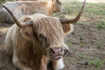 Schottisches Hochlandrind