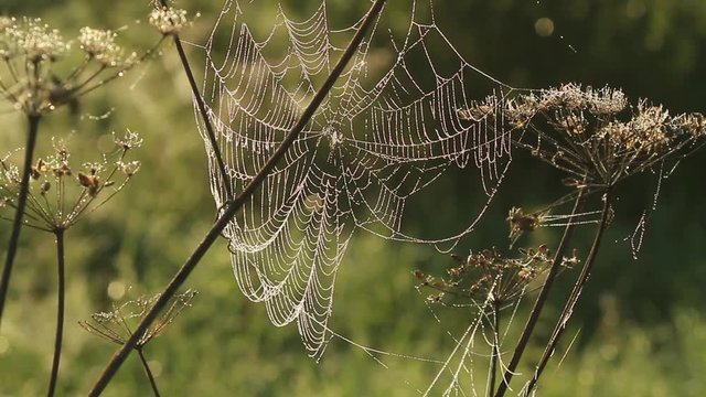 Spider web shaking on wind in forest