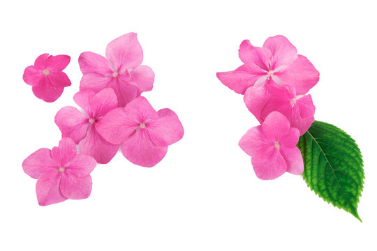 Pink flowers with green leaf  creative natural  pattern background. Flat lay.