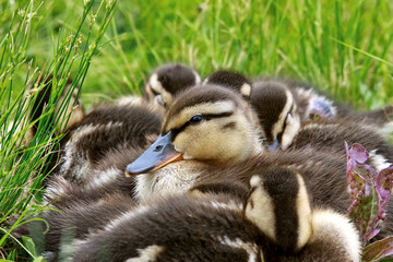 Baby Mallard Ducklings