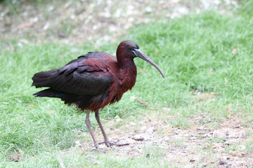 brown glossy ibis   (Plegadis falcinellus)