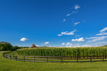 Corn Farm