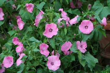 purple flowers of Lavatera trimestris
