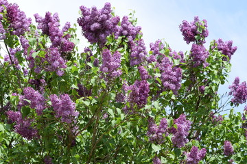 Beautiful purple lilac flowers outdoors.