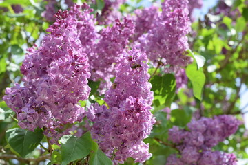 Beautiful purple lilac flowers outdoors.