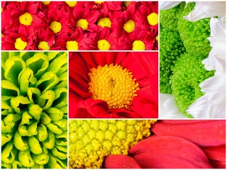 Photo collage of flowers close-up