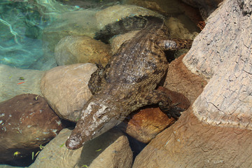 krokodyl © agarianna