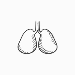 Lungs sketch icon.