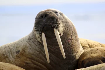Fotobehang Walrus Walrus op ijsschots in Canada