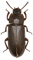 Mealworm Beetle on white Background  -  Tenebrio molitor (Linnaeus, 1758)
