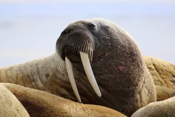 Walrus on ice floe in Canada