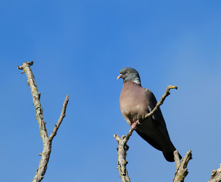 3 Best Pigeon De Profil Images Stock Photos Vectors Adobe Stock