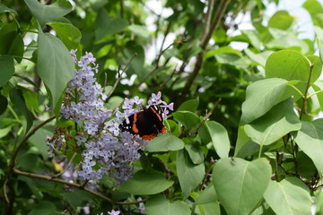 Lilac flowers on the branches of a butterfly admiral