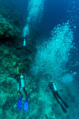 Group of divers going deep