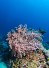 Fototapeta na wymiar Colorful Tropical Reef Landscape